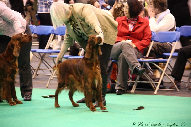 Crufts2011 490.jpg